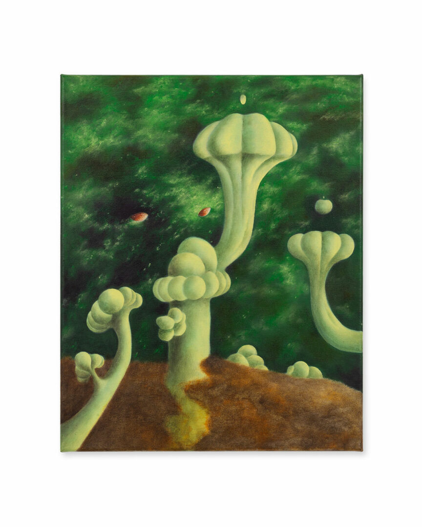 Cladonia Garden